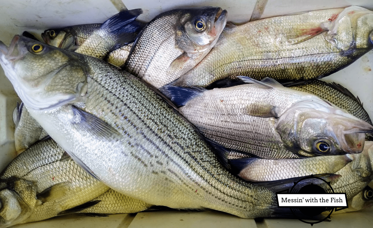 Fishing pictures caught with Guide Keith Parks lake Tawakoni Texas Messin' with the Fish