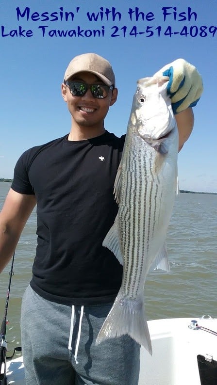 Hybrid Bass and Striper Fishing on Lake Tawakoni Texas